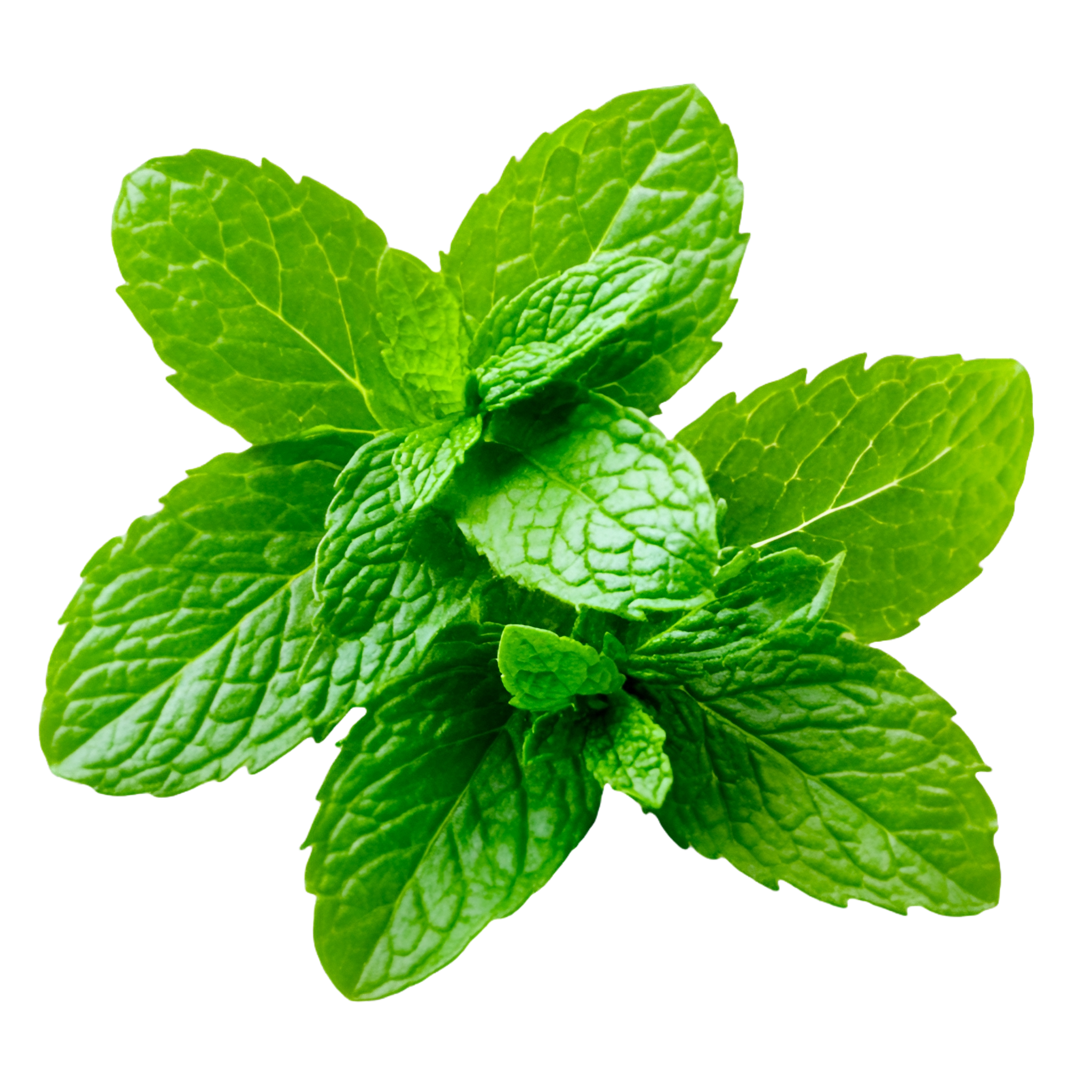 Mint